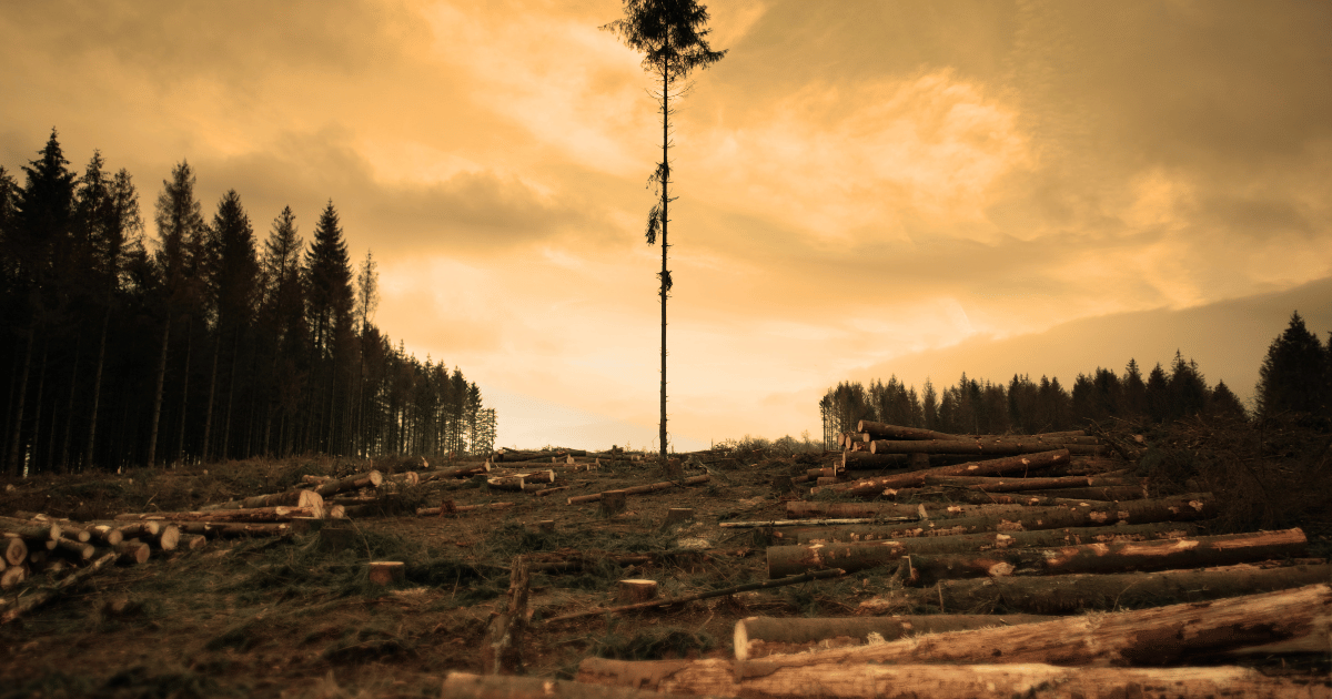 deforestation remote sensing